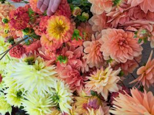 Colourful Dahlias