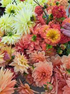 Colourful Dahlias