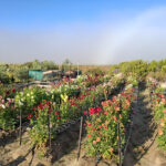 Blomme Meisie Dahlia Farm