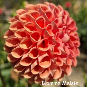 cornel bronze