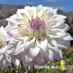 who me Blush Dahlia