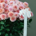 A beautiful bouquet of pink dahlias adorned with a white ribbon in a basket. Perfect for gifts and floral decor.