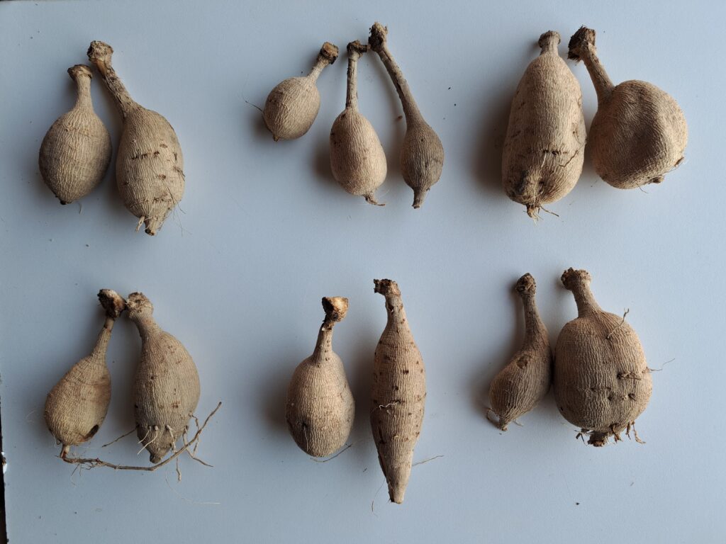 Dahlia Tubers