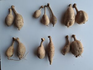 Dahlia Tubers