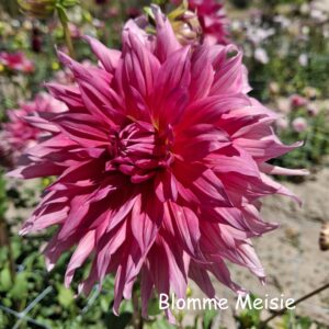 belle of barmera 1