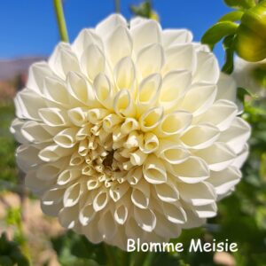 boom boom white 1