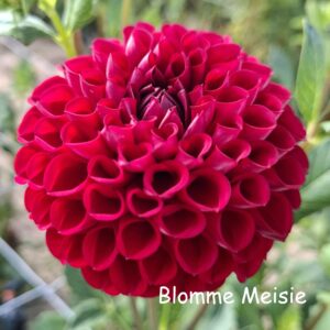 cornel red 1