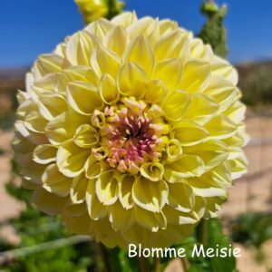ouma ronel 1