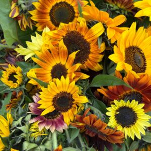 Mixed Sunflowers