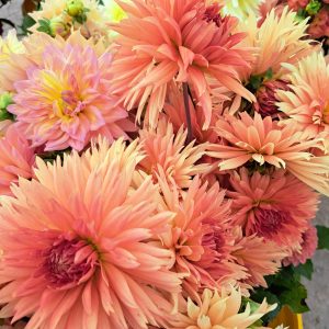Home Bunch of Peach Dahlias