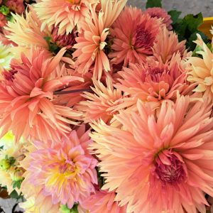Bunch of Peach Dahlias
