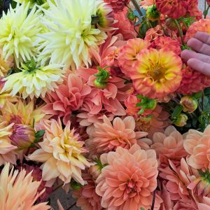 Home Colourful Dahlias