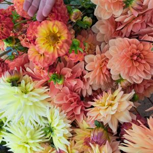 Colourful Dahlias
