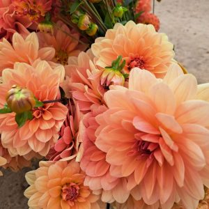 Peach Dahlias