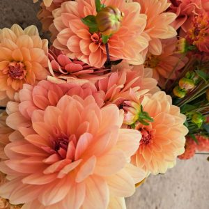 Home Peach Dahlias