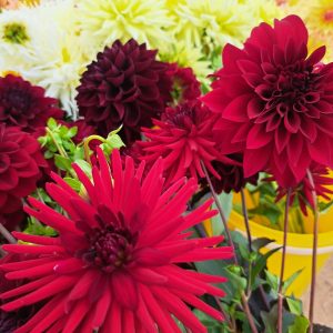 Read Dahlias