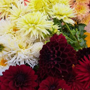 Red and yellow Dahlias