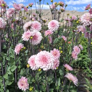 Pink and purple Dahlias